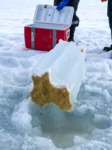 Out in the field (Rebecca Duncan): A dense ice algal carpet uncovered during the spring bloom (Van Mijenfjorden, Svalbard).