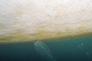Out in the field (Rebecca Duncan): A ctenophore makes a meal out of the ice algae bloom.