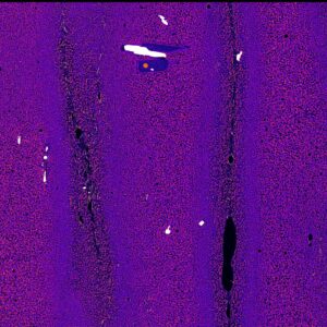 Aesthetic raw data (Joseph Knafelc): Australian Synchrotron at the XFM beamline.
