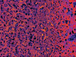 Aesthetic raw data (Joseph Knafelc): Backscattered electron image with an applied fire scale.